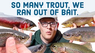 We catch so many trout we run out of bait  Watauga River Tennessee [upl. by Burne]