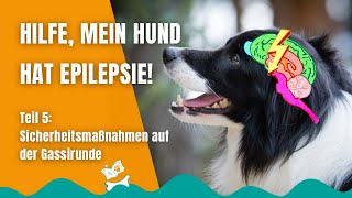 Epilepsie beim Hund 48 Sicherheit beim Gassigehen [upl. by Attennod]