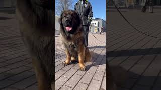 Leonberger❤️ dogshorts dogvideo dog viral reels pets doglover yt trending dogs ytshorts [upl. by Polito]