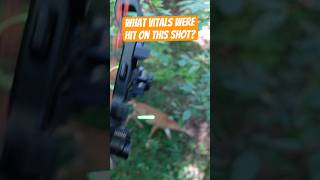 What vitals do you think were hit on this shot hunting bowhunting ytshorts shorts [upl. by Kessia]