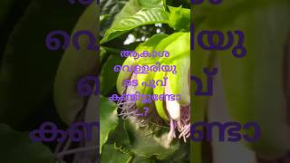 ആകാശ വെള്ളരിയുടെ പൂവ് Flower of akasha vellari [upl. by Ramsa337]