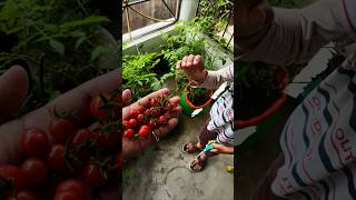 organicfarming india vegan healthyfood healthylifestyle natural garden vegetarian shorts [upl. by Ibbetson]