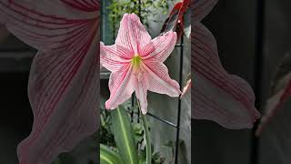 무늬 아마릴리스 Hippeastrum reticulatum 수선화과 작은 구근을 키워 4년만에 우아한 꽃이 피었네요 [upl. by Artcele]