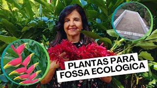 As Melhores Plantas para sua fossa ecológica [upl. by Bertha]