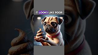 It Look Like Poop dog funny funnyvideo [upl. by Blasius321]