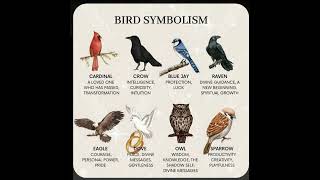 Spiritual Symbolism Behind Seeing Birds🪶🐦🕊🦅 [upl. by Steinke]