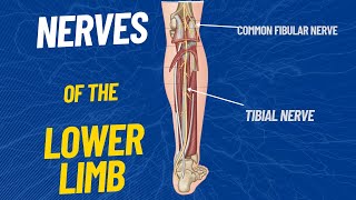 Nerves of the Lower limb [upl. by Gaal]