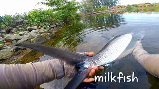 Chanos chanos malaysia milkfish on the fly fly fishingikan susubandengmilkfishbangus [upl. by Orth]