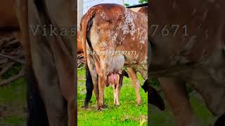 👌Brazilian Udder Gir Cow 25 Litter 9928787671 shorts [upl. by Sivel]