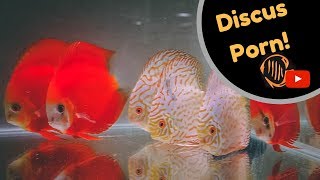 Discus fish room tour Martin Ng Discus  Corban Discus [upl. by Tully]