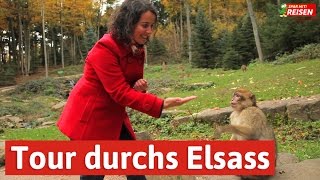 Das Elsass entdecken  eine Tour von Eguisheim über Colmar bis zur Hochkönigsburg Spar mit Reisen [upl. by Lledniw308]