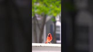 Barish me bird kya krte h 🐦 🦜 🦚 shortsfeed naturelove facts savebirds rain savenature [upl. by Vasily327]