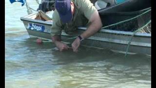 Sawfish Mythical creatures of northern Australia  Part 1 [upl. by Azral]