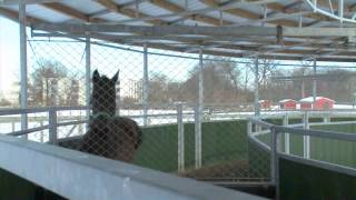 Equine Exercise Physiology Lab [upl. by Aissatan567]