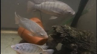 How to Raise Tilapia at Home Update  Great for Prepping [upl. by Aliek795]