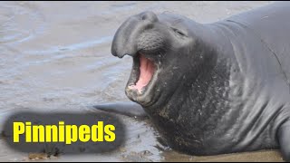 What Are Pinnipeds  Nona The Naturalist Explains [upl. by Nesyrb]