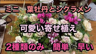 【ミニの葉牡丹とシクラメン】簡単に作れる寄せ植え [upl. by Latsirk506]