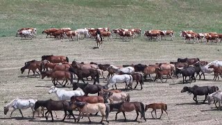 Live Explore Inner Mongolian summer pastures during its golden season [upl. by Maupin]