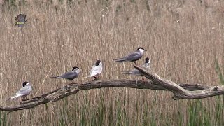 GUIFETTE Moustac  Chlidonias hybrida  En Brenne  BRUITX [upl. by Oeht403]