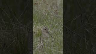 Большой кроншнеп на гнезде Great curlew on a nest birds wildlife shots [upl. by Akitahs508]