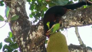 Indian Giant Squirrel Eating Jackfruit  ThekkadyKERALA [upl. by Anippesuig]