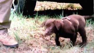 Subaru commercial with chocolate lab puppy [upl. by Sosthena]