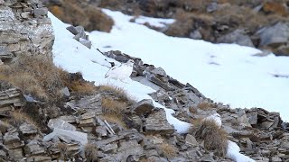 Rock Ptarmigan  Lagopède alpin [upl. by Haela]