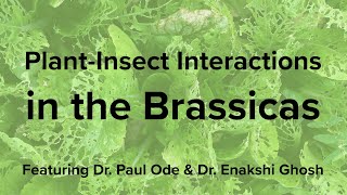 PlantInsect Interactions in the Brassicas [upl. by Ahtnahc]