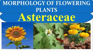 Compositae Family in Tamil  Morphology of Flowering Plants  NEET 2024 New Syllabus  Asteraceae [upl. by Marentic]