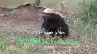 Stoffel the Honey Badger العسل الغرير 蜂蜜獾 मधु बेजर 蜂アナグマ South Africa هجوم 攻擊 attack menyerang โจมตี [upl. by Oravla908]