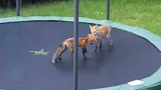 Foxes Jumping on my Trampoline [upl. by Lig]