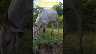 Hallikar cow grazing hallikarbulls [upl. by Wilbur847]