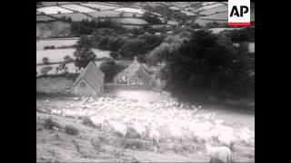 LARGEST SHEEP ROUND UP IN WALES [upl. by Christiana]