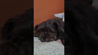 SHIHPOO TEDDY BEAR LOOK dog doglover dogs [upl. by Blynn]