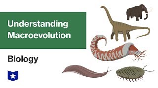 Understanding Macroevolution  Biology [upl. by Philan269]