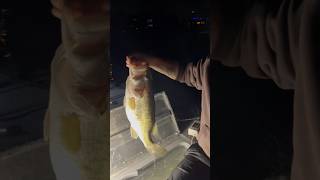 PB at night largemouthbassin bassfishing fishing fyp trending explorepage viralvideo fypage [upl. by Stroud]