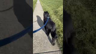 Watching This Big Guy For A Few Days Awesome Dog shorts briard dogs dogwalking adayinmylife [upl. by Nallid]