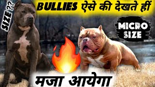 Top quality american bullies available for sale । american male amp female available for sale [upl. by Mic]