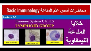 Lecture 31 Lymphoid Cells Characteristics [upl. by Mckenzie]