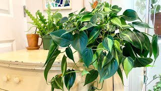 You cant kill this plant  Easy Philodendron Brasil care [upl. by Elberfeld340]