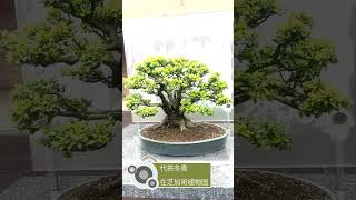 A Yaupon holly bonsai [upl. by Audette557]