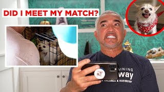 HOW I TRAINED AN AGGRESSIVE CHIHUAHUA Reacting to Has Cesar Met His Match [upl. by Nickolai46]