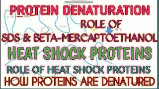 Denaturation of protein ll Role of SDS amp beta mercaptoethanol ll Xgene and proteinX [upl. by Nevla]