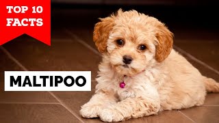 Maltipoo  Top 10 Facts [upl. by Riek]