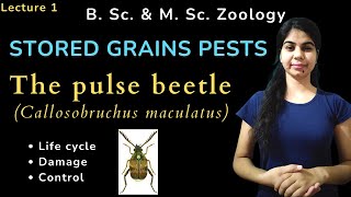 The pulse beetle Callosobruchus maculatus  STORED GRAINS PESTS  B Sc amp M Sc  Zoology [upl. by Arlan662]