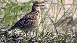 Skylark Birds Singing at St Gothian Sands in Cornwall [upl. by Snowber]