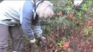 Pruning Spiraea japonica quotAntony Watererquot m4v [upl. by Ramsa]