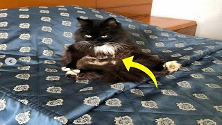 Pregnant Cat Goes Into Labor – What the Vet Sees Next Leaves Everyone in Shock [upl. by Noslrac]