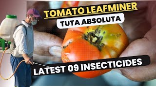 Effective Control of Tomato Leafminer Tuta absoluta  Latest Insecticides amp Management Strategies [upl. by Whitney]