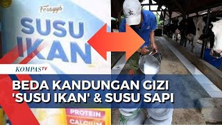 Ini Penjelasan Ahli Terkait Perbandingan Kandungan Gizi Antara Susu Ikan dan Susu Sapi [upl. by Kimura]